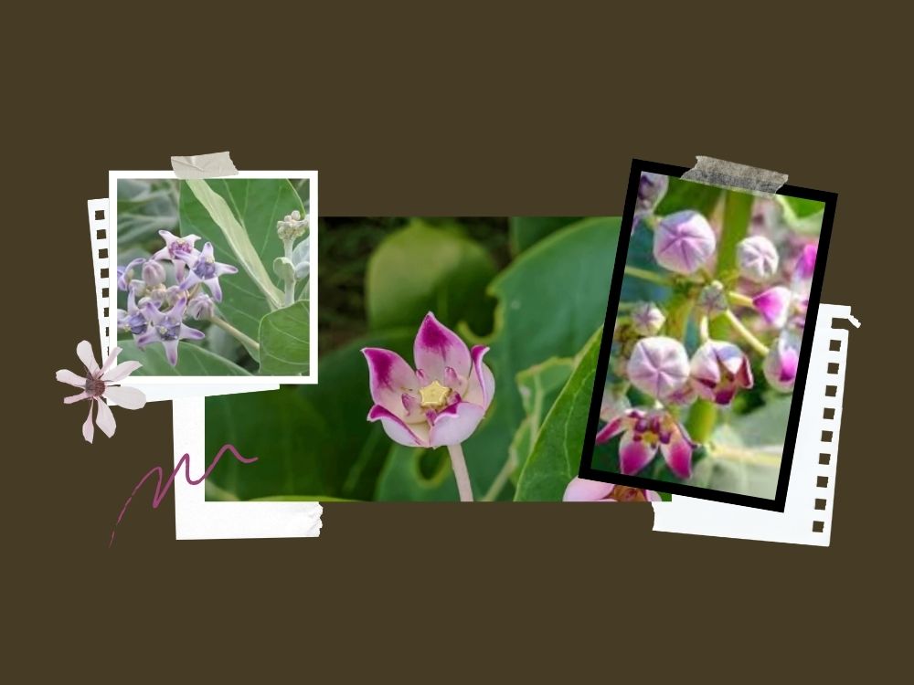 Aak-Calotropis