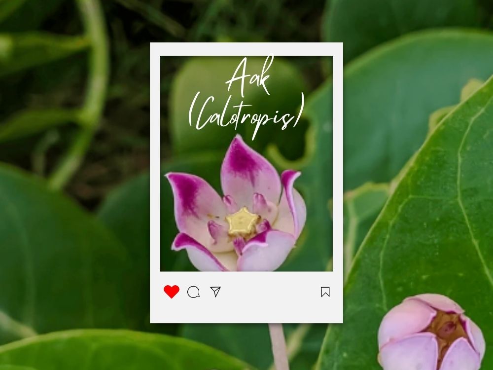 Aak (Calotropis): Characteristics, Uses, and Medicinal Properties Aak (Calotropis): Characteristics, Uses, and Medicinal Properties
