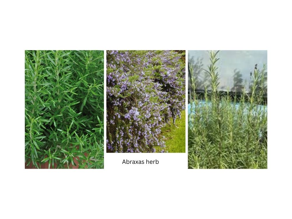 Abraxas (Mica): Properties, Uses, and Medicinal Benefits Abraxas (Mica): Properties, Uses, and Medicinal Benefits