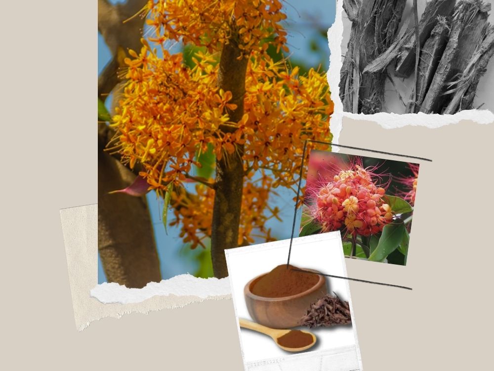 Ashoka tree