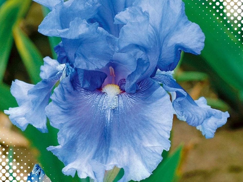 Iris ensata Iris ensata