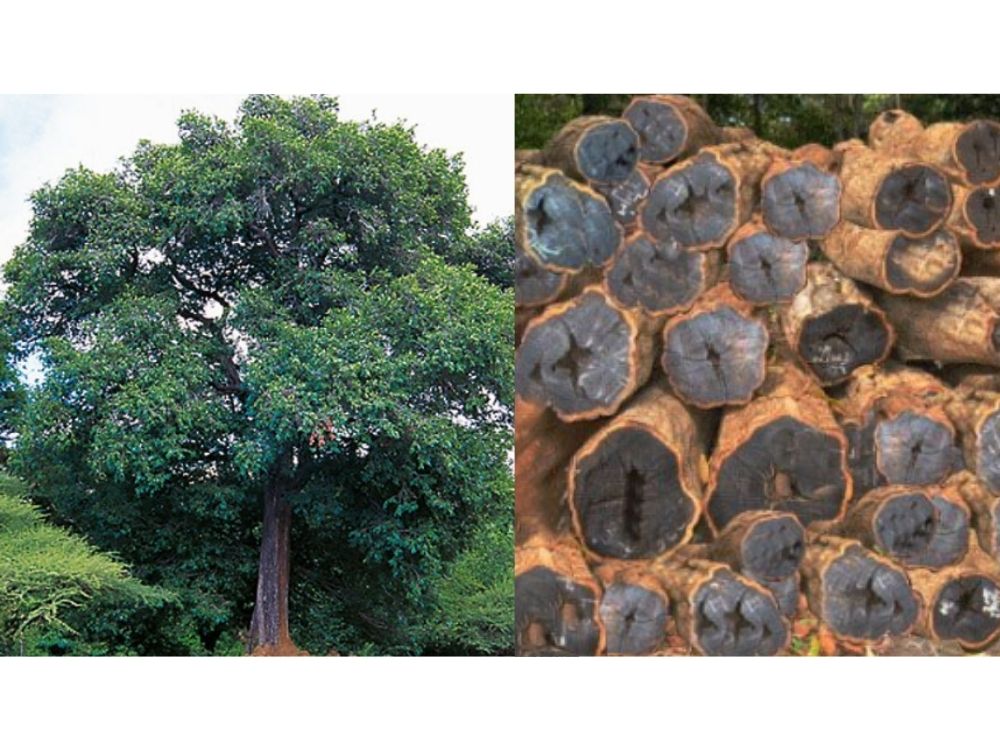 Ebony Tree (Diospyros ebenum): Characteristics, Uses, and Medicinal Benefits Ebony-tree