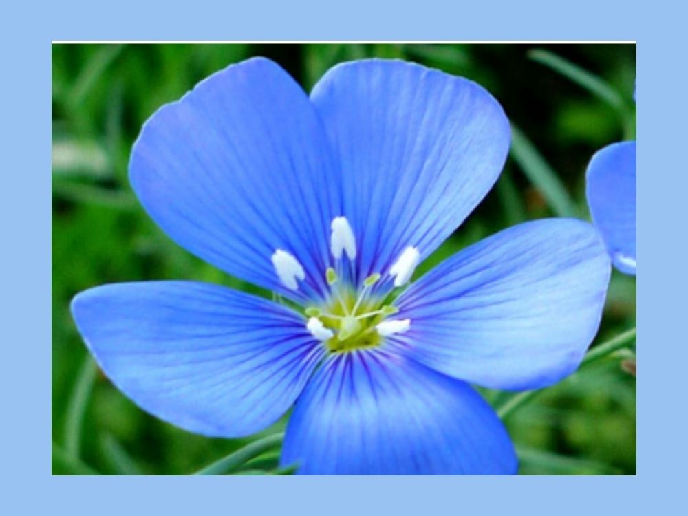 Flax Seeds (Linum usitatissimum) Flax Seeds (Linum usitatissimum)