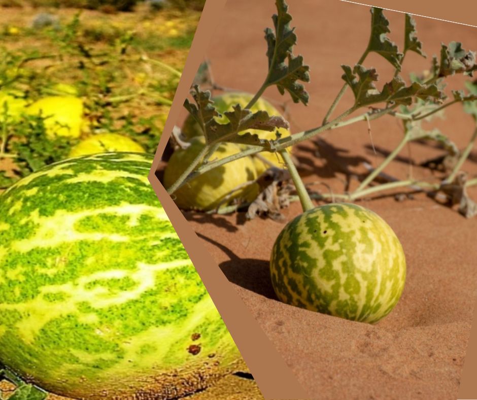 Indrayan (Hanzal / Tama / Mahakal Fruit) – Benefits, Uses, Dosage, and Side Effects Indrayan