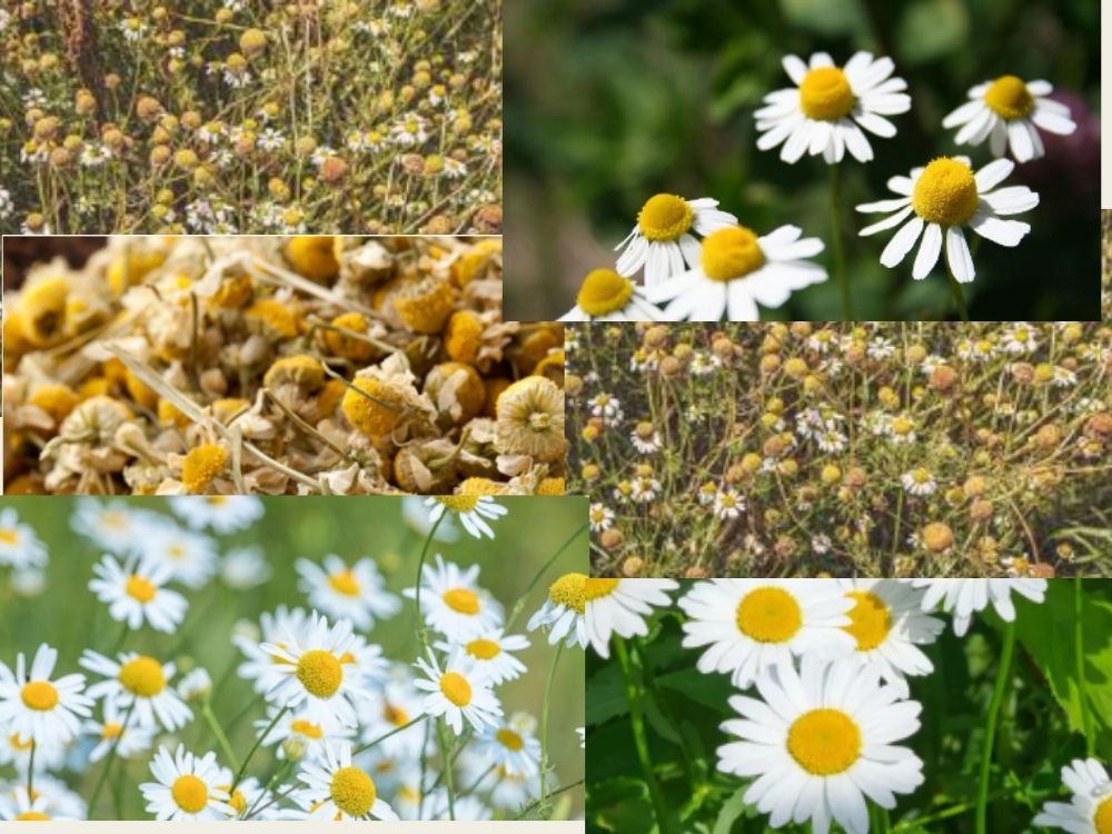 Chamomile (Matricaria chamomilla) Chamomile (Matricaria chamomilla)