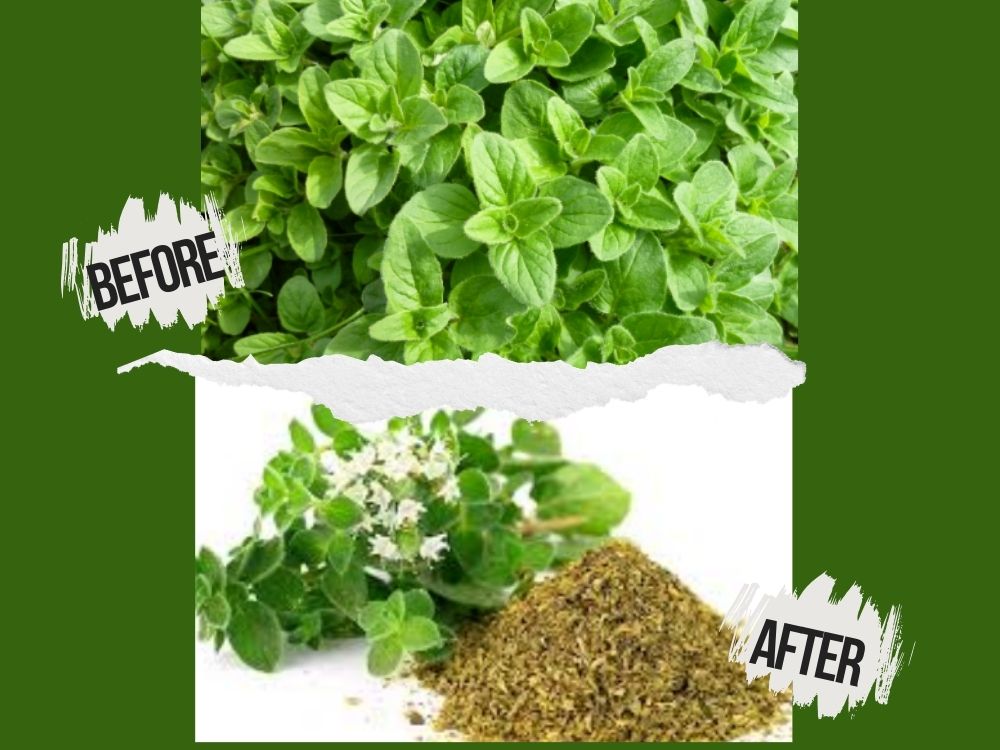 Orosa (Vasaka): Benefits, Uses, Dosage, and Medicinal Properties orosa