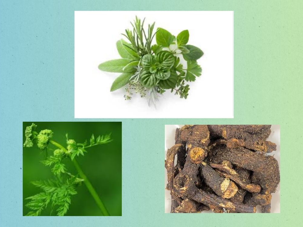 Oshaq (Ushaq)—Properties, Composition, and Medicinal Uses dorema ammoniacum umbelliferae