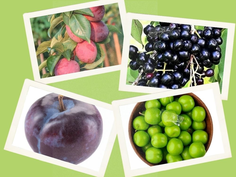 Plum (Aloo Bukhara): Benefits, Properties, and Medicinal Uses PRUNUS DOMESTIA