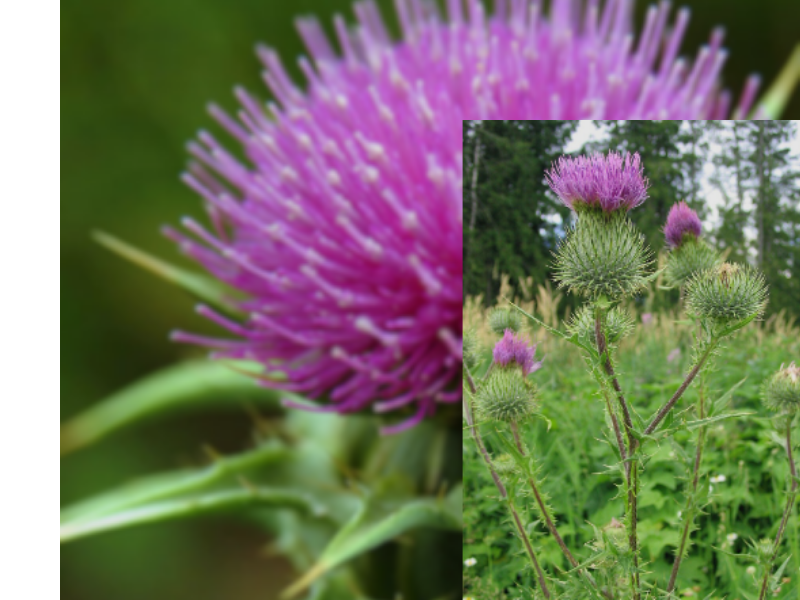 A spiny medicinal herb named Thistle with round pink-purple flower heads Thistle flower