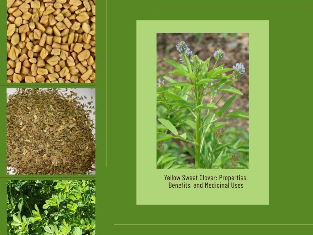 Yellow Sweet Clover: Properties, Benefits, and Medicinal Uses TRIGONELLA