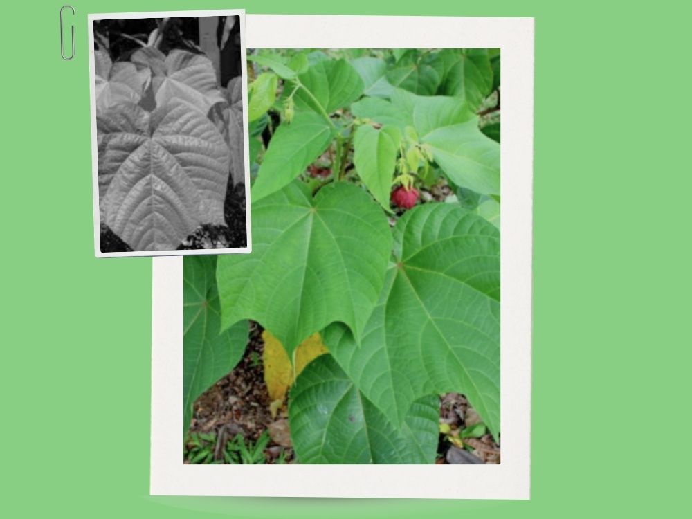 Reverse Blanket (Devil’s Cotton): A Traditional Herbal Abroma augusta
