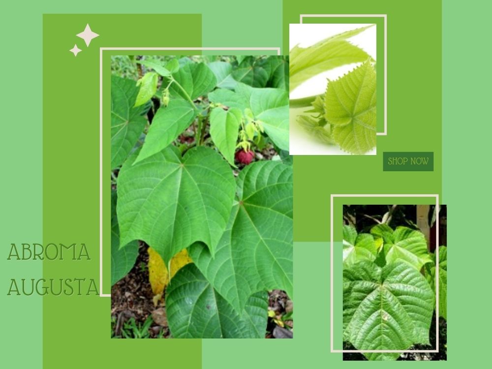 Abroma augusta