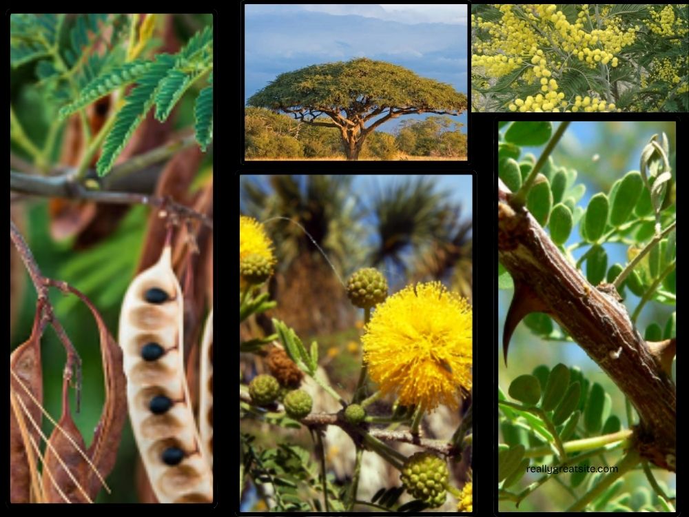 acacia