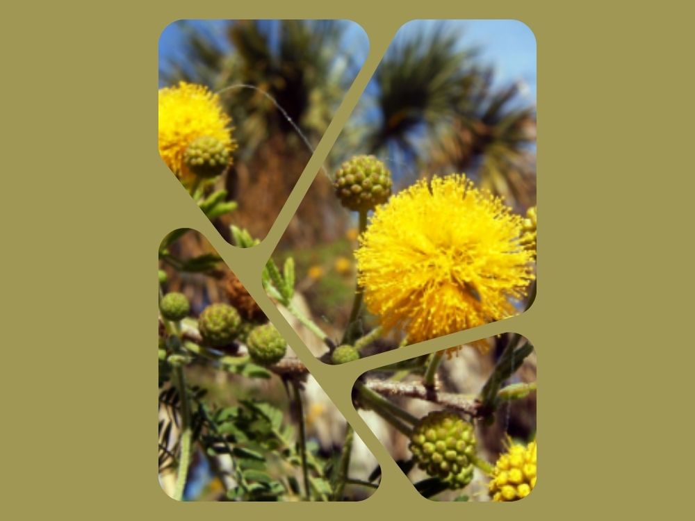 Acacia (Babool): Properties, Benefits, and Medicinal Uses acacia arabica