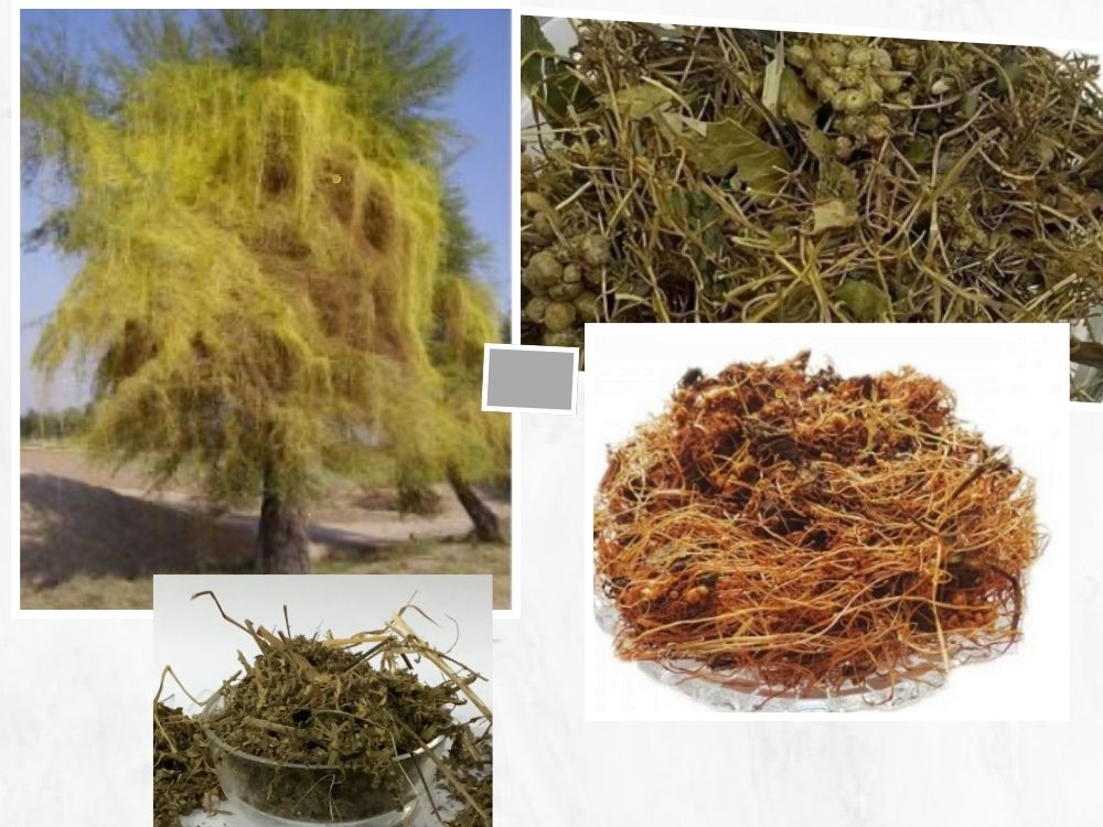Aftimoon (Cuscuta): Benefits, Properties, and Medicinal Uses cusuta reflexa
