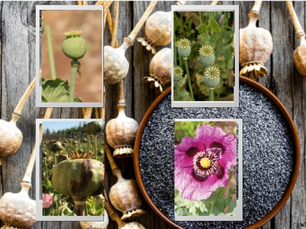 Opium (Afyun): History, Composition, Effects, Uses, and Risks Opium (Afyun): History, Composition, Effects, Uses, and Risks