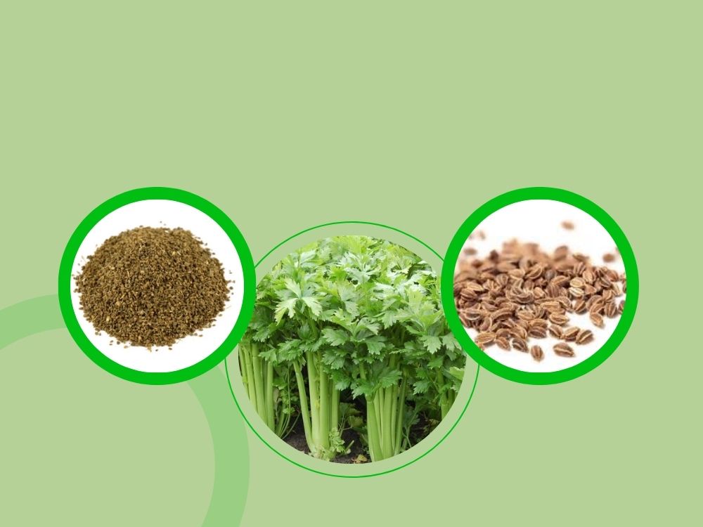 Ajmod (Celery): Benefits, Uses, and Medicinal Properties ajmood (celery seed)