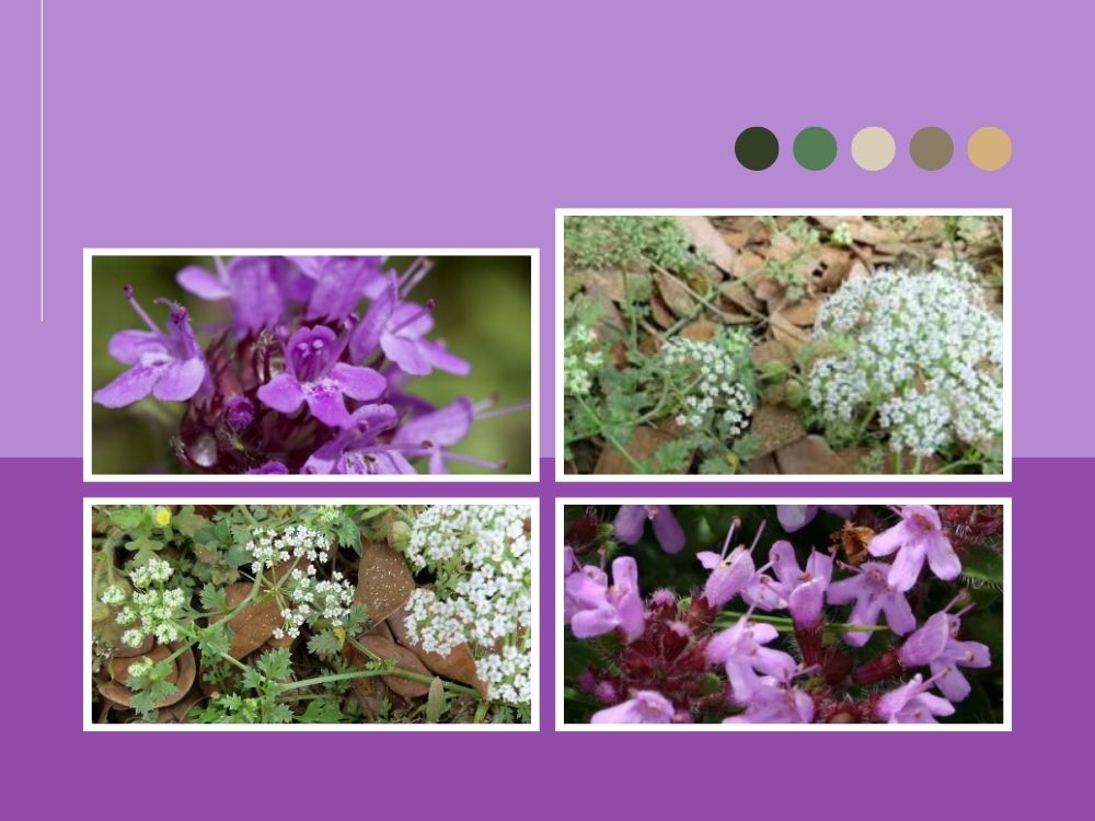Wild Carom Seeds (Wild Ajwain) and Wild Thyme – Medicinal Overview seseli indicum