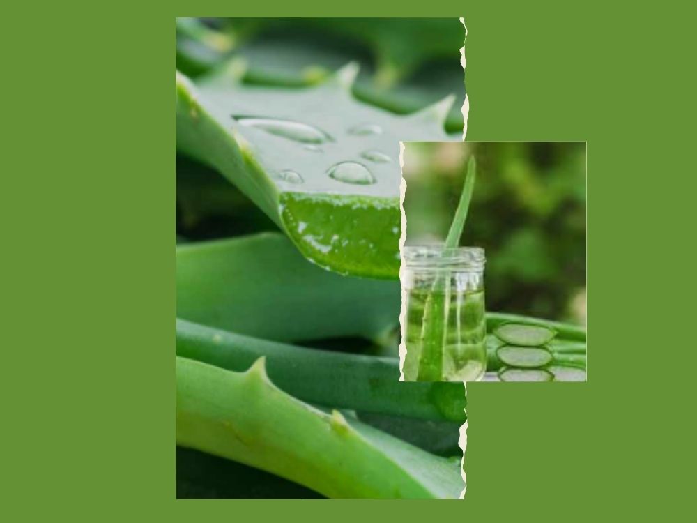 aloevera