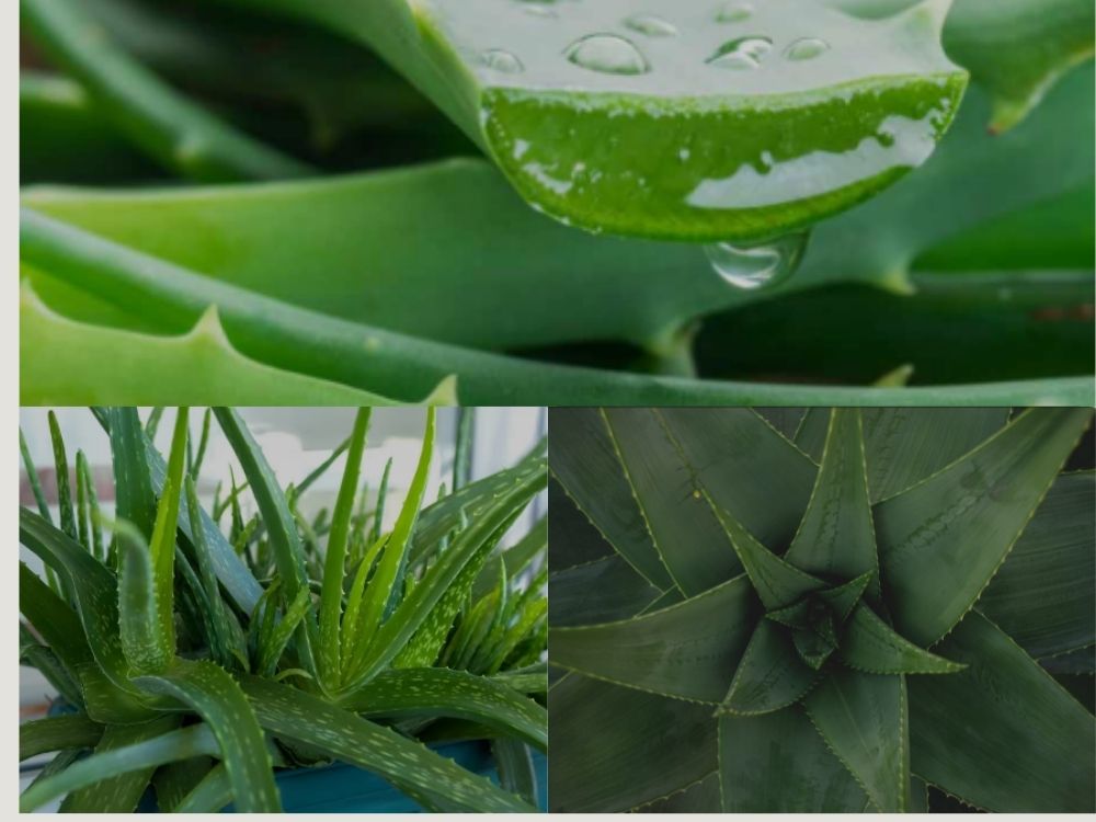 Aloe (Elva / Ghekwar): Botanical Description, Properties, and Medicinal Uses aloe vera close view