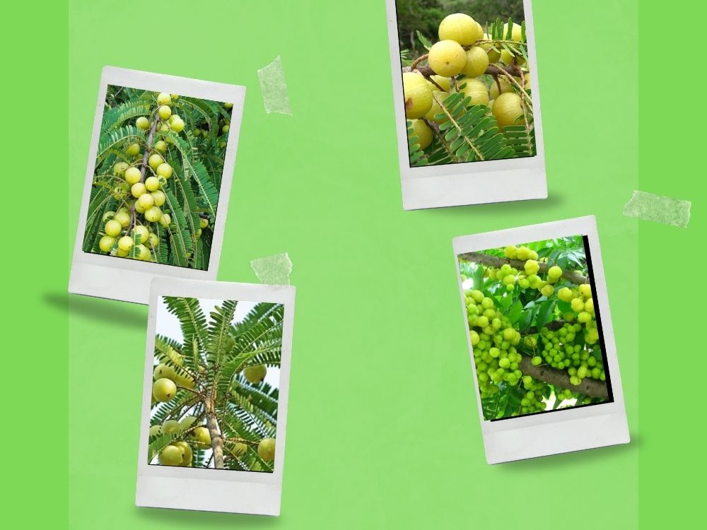Amla (Indian Gooseberry): Benefits, Properties, and Medicinal Uses phyllants emblica