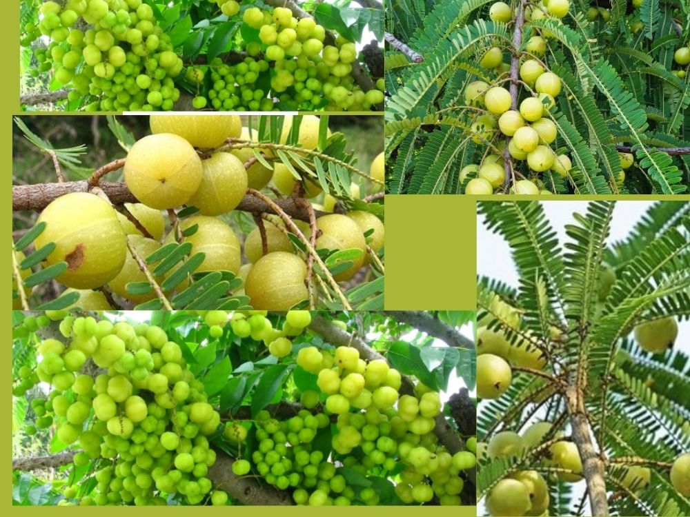 phyllanths