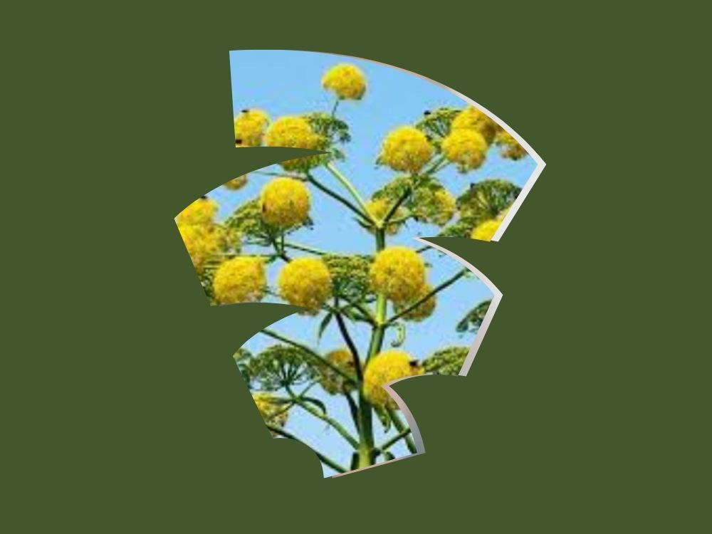 Asafoetida (Hing/Anguza): Properties, Benefits, and Medicinal Uses umbelliferae