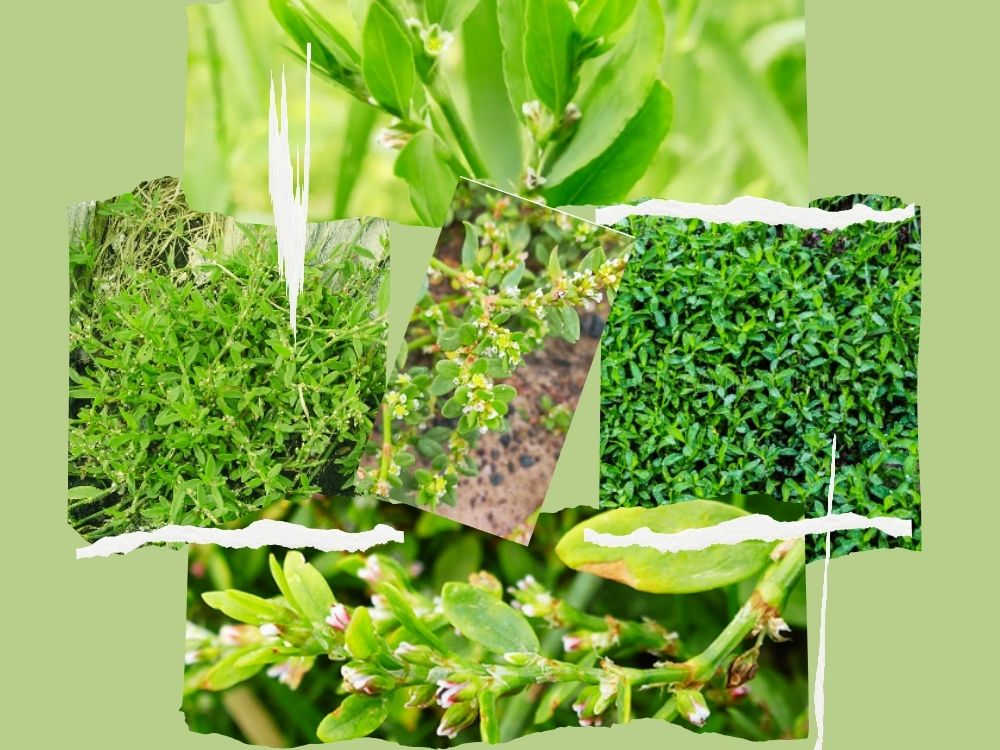 Anjbar (Bistort / Knotgrass): A Complete Herbal Guide polygonumaviculare