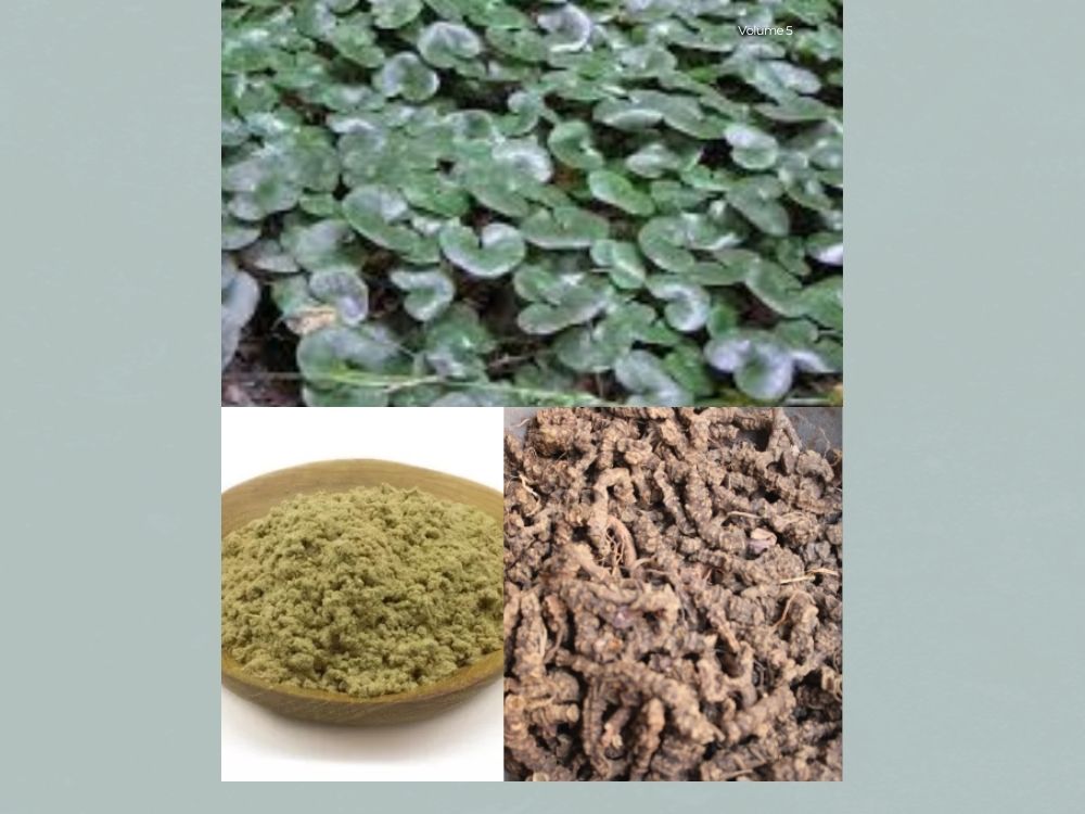 Asaroon (Asarum): A Potent Herbal Remedy for Brain, Nerves, and Digestive Health valeriana wallicha