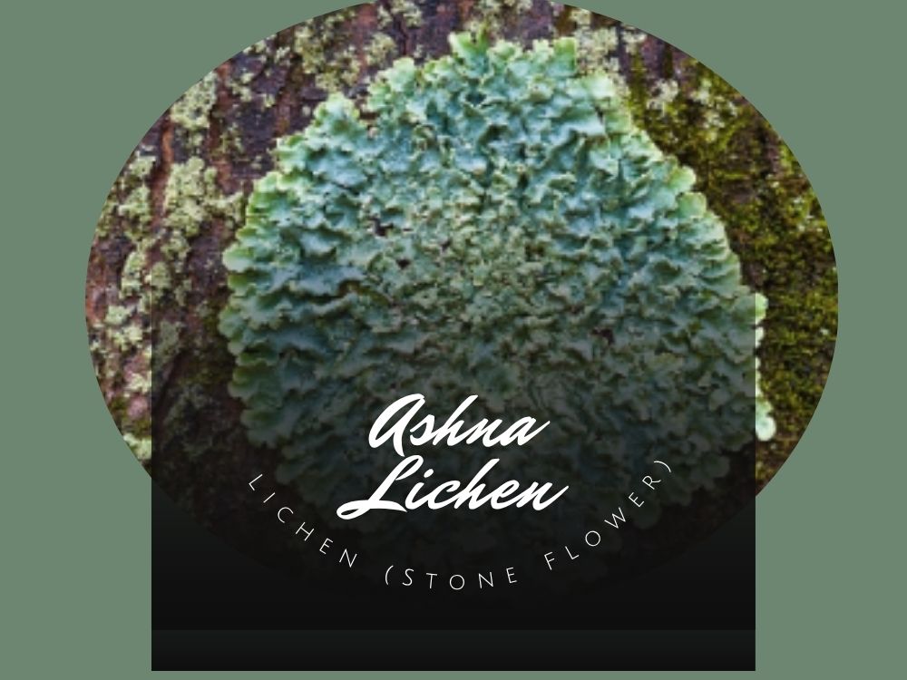 Ashna Lichen (Stone Flower): A Unique Mountain Herb for Swelling, Headache, and Urinary Health Ashna Lichen (Stone Flower)