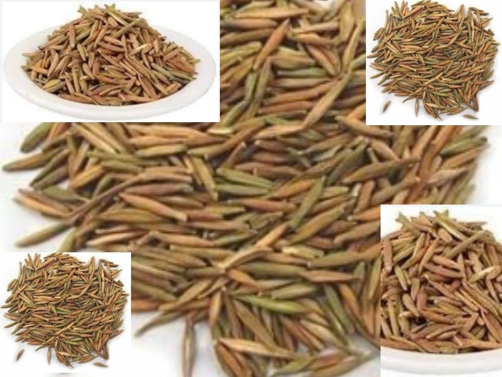 Ashna (Cheela / Chheel Chheela): A Unique Mountain Herb for Swelling, Headache, and Urinary Health parmelia parlata