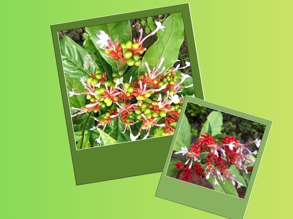 Asrol (Rauvolfia serpentina): A Powerful Herbal Remedy for Blood Pressure, Nerves, and Mental Health rauwolfia serpentina apocynacea