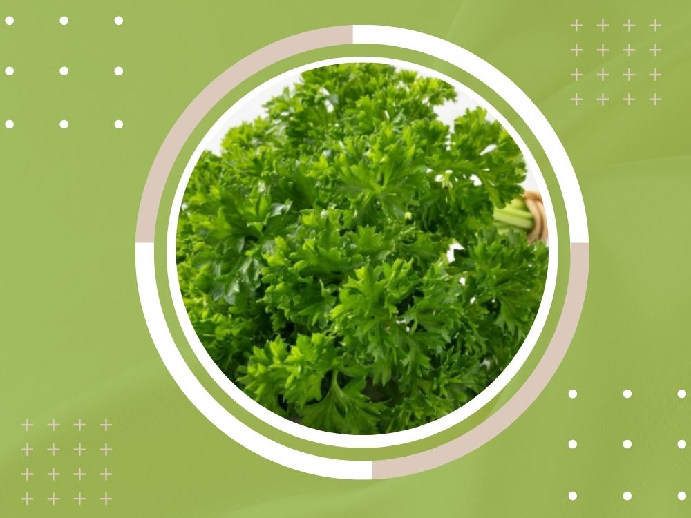 Parsley (A Celery-Type Medicinal Herb) parsely