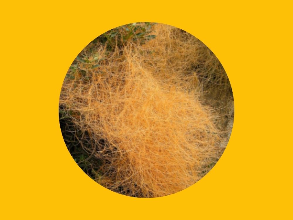 dogger seeds