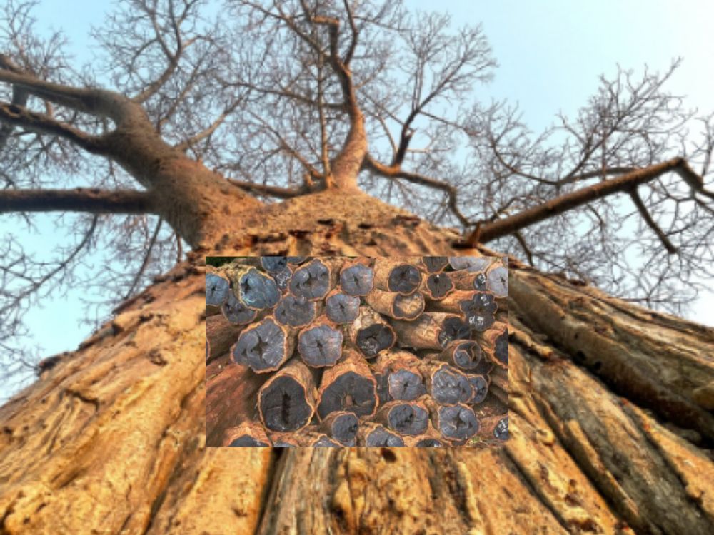 Ebony tree