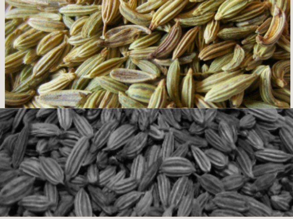 Fennel Seeds (Saunf / Raziana): A Complete Herbal Overview fennel seeds