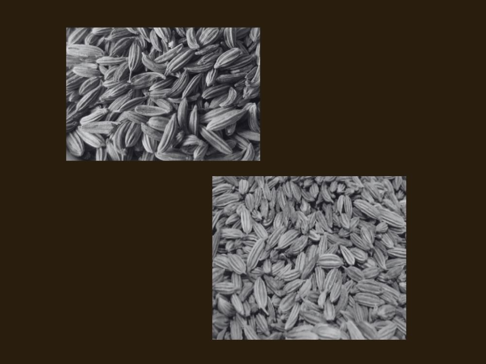 fennel seeds