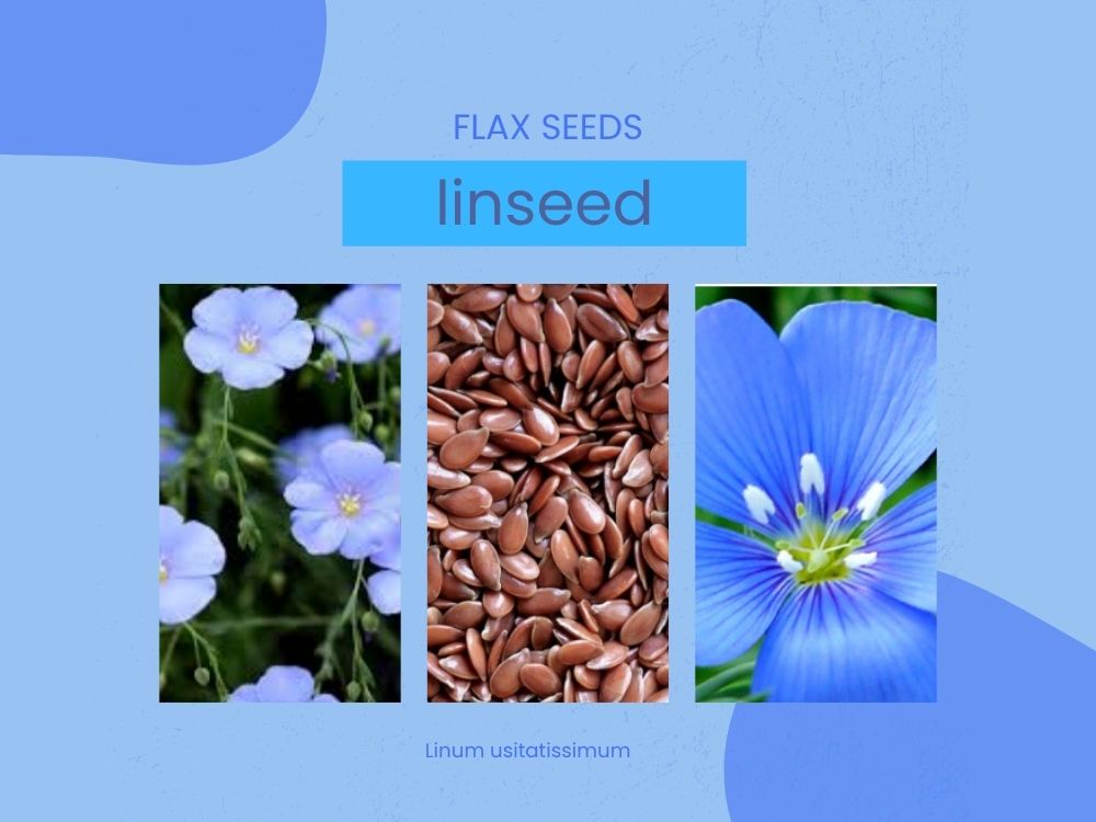 FLAX SEEDS