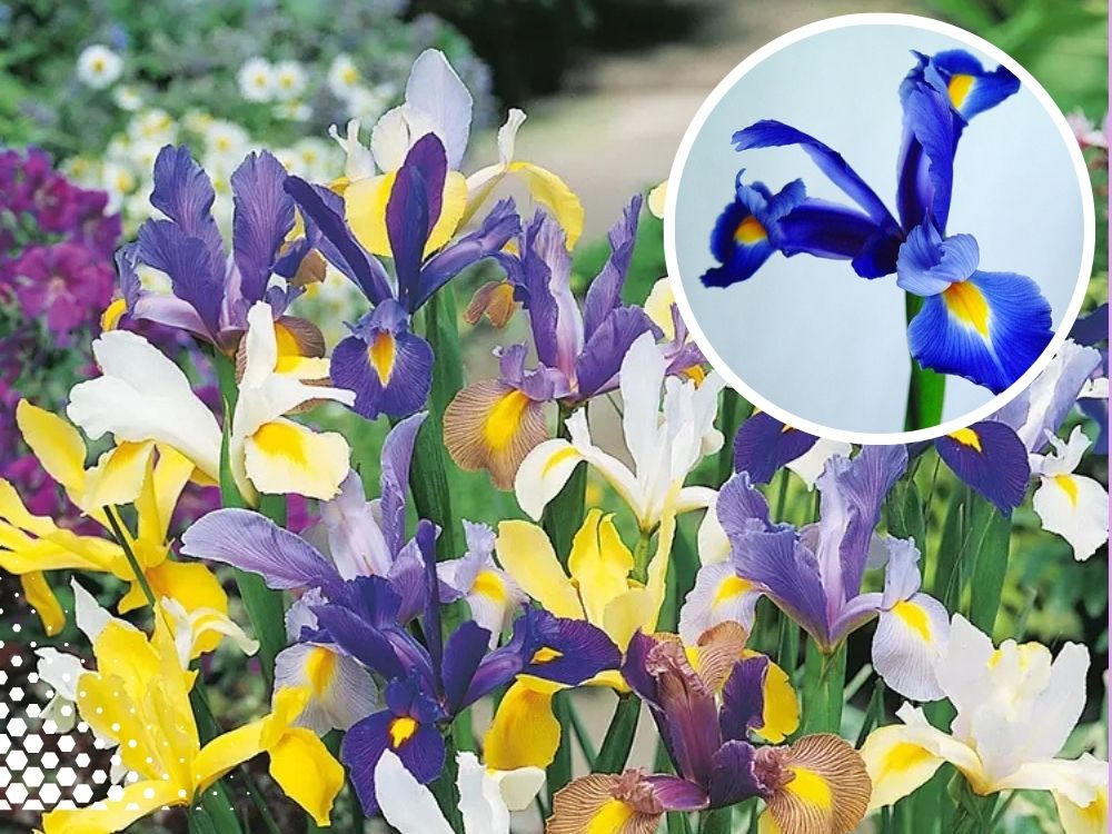 flowers iris
