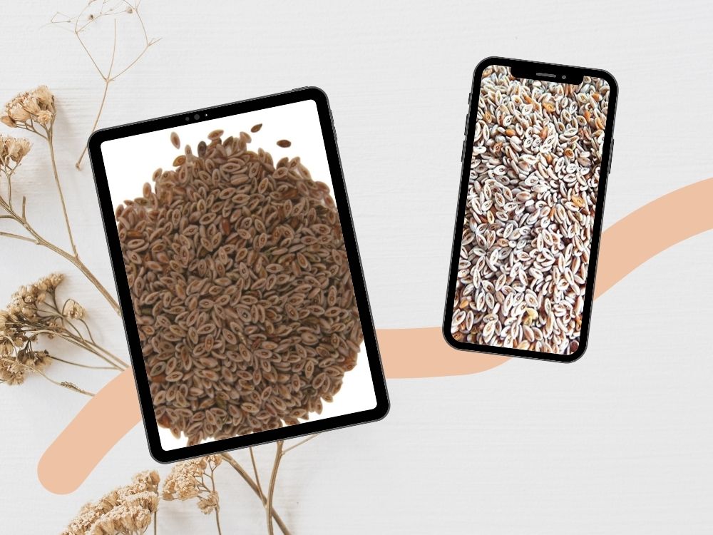 Aspghul (Psyllium)—A Natural Remedy for Digestive and Urinary Health ispaghol seeds