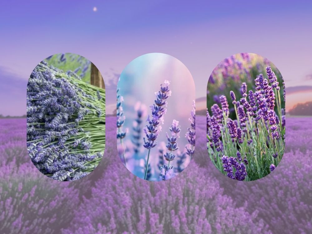 Lavender (Lavandula): Benefits, Uses lavandula