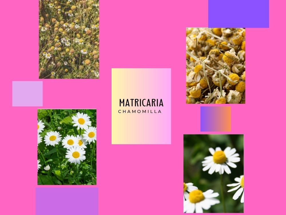Matricaria chamomilla