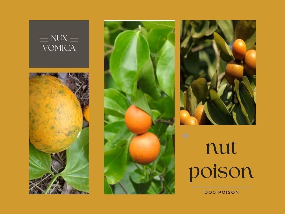 Azaragi (Nux Vomica / Poison Nut): A Detailed Medicinal Profile dog poison
