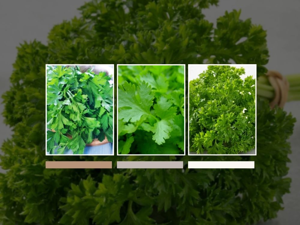 celery seeds