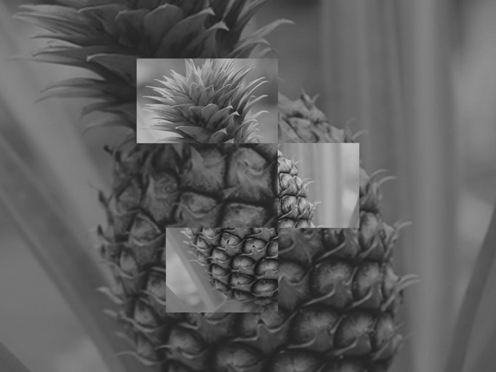 ananas sativa