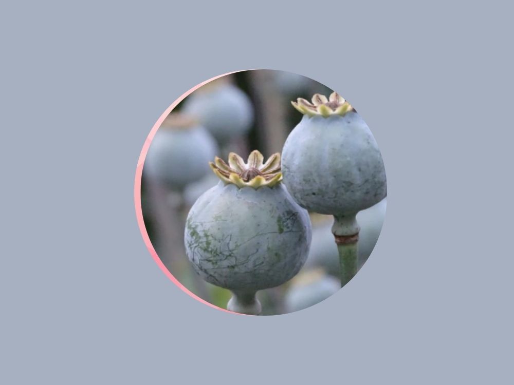 poppy seeds