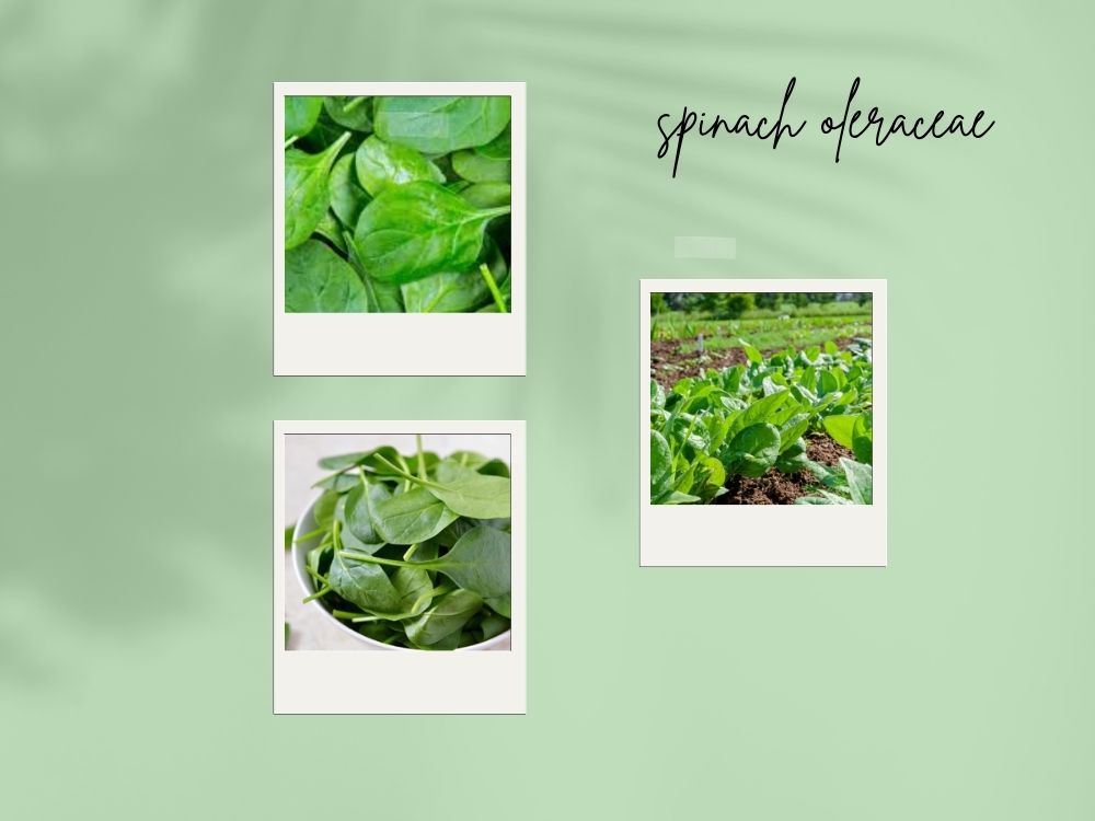 spinach
