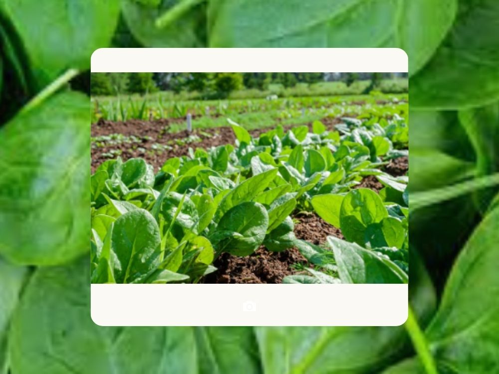 Spinach (Palak): Nutritional Value, Health Benefits, and Traditional Uses spinach oleraceae