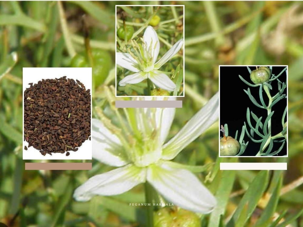 Spindle Harmala (Sokhtani Seeds): Benefits, Uses, Dosage, and Medicinal Properties spindle harmala