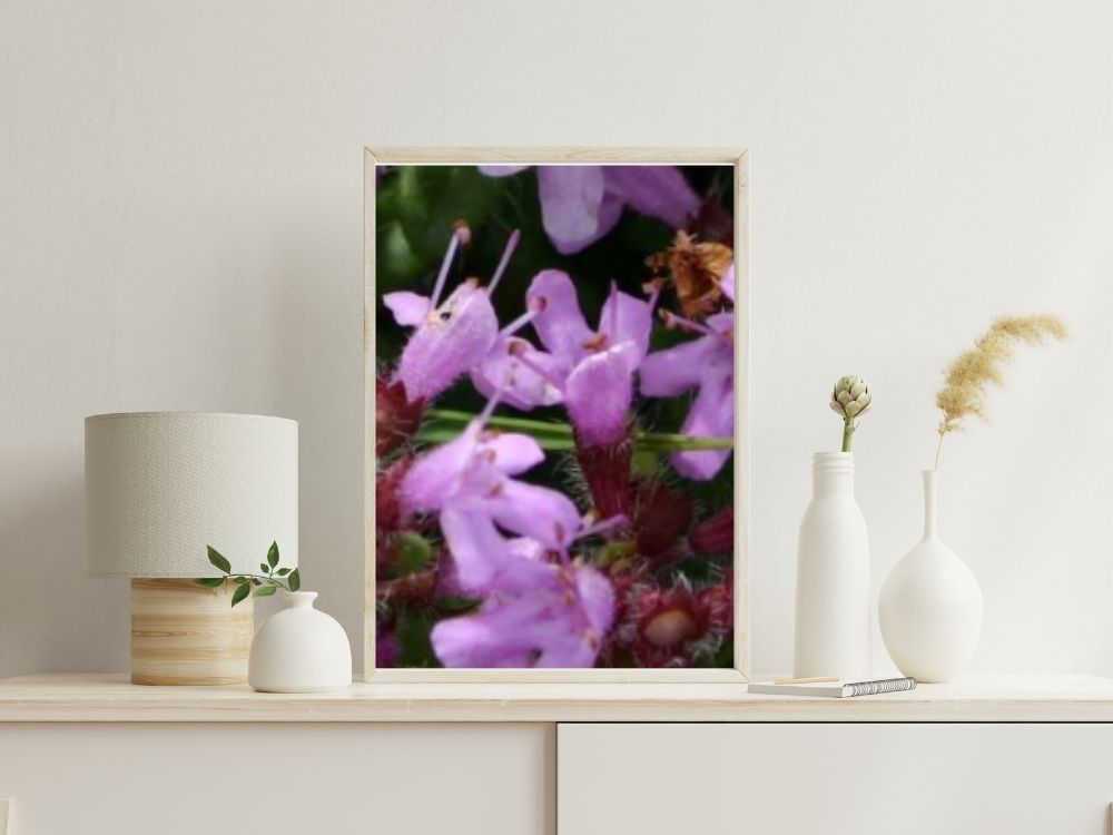 thymus serpyllum